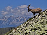 56 Bell'esemplare di stambecco maschio orobico con Badile e Cengalo sullo sfondo